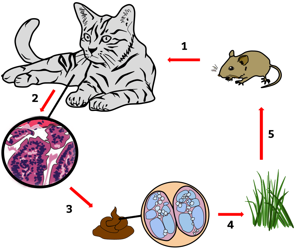 Questa immagine ha l'attributo alt vuoto; il nome del file è 1024px-toxoplasmosis_cycle1.svg-1.png